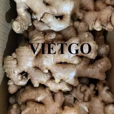 Cơ hội hợp tác xuất khẩu gừng đến thị trường Bangladesh và Ả Rập Xê Út 