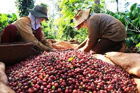 Cần tìm nhà cung cấp sản phẩm Cafe cho các đơn hàng xuất khẩu