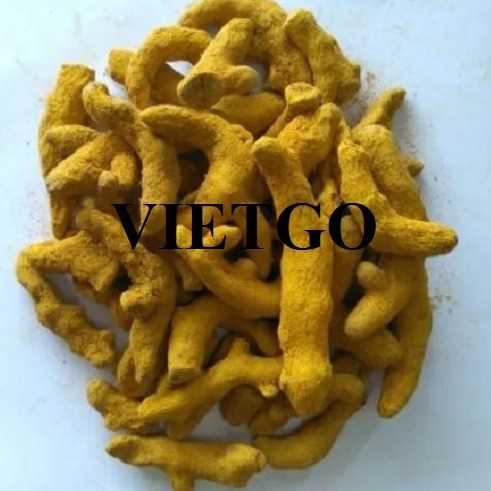 Cơ hội xuất khẩu nghệ khô đến thị trường Ấn Độ