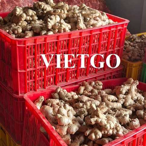 Cơ hội xuất khẩu gừng tươi sang thị trường Anh