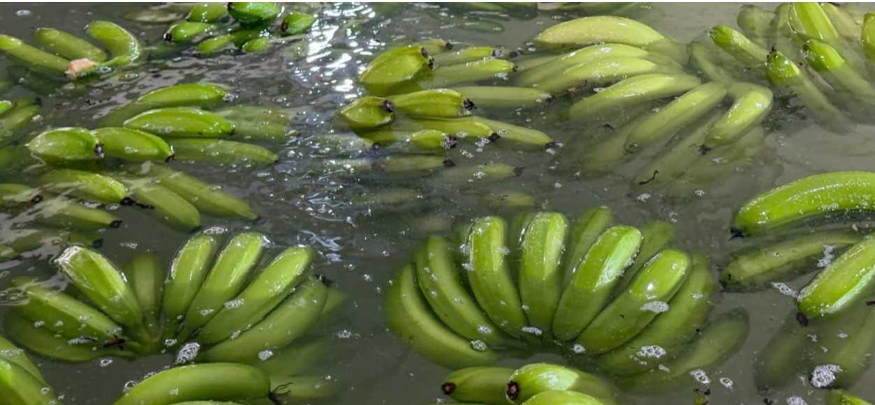 Cần tìm đơn vị vận tải sản phẩm Chuối sang Hàn Quốc