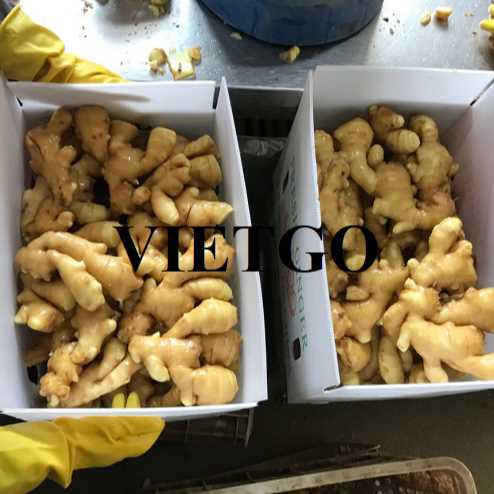 Cơ hội xuất khẩu gừng tươi tới thị trường Hà Lan 