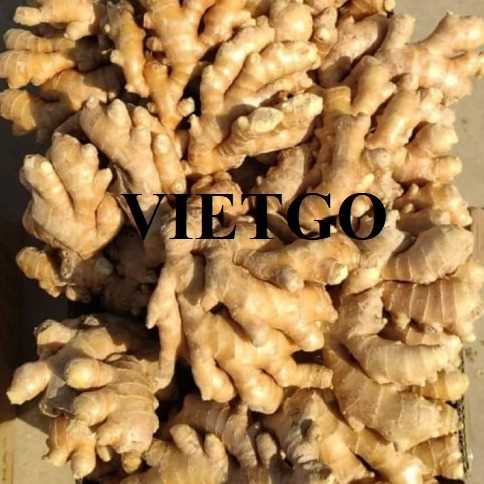 Cơ hội xuất khẩu gừng tươi sang thị trường Bangladesh
