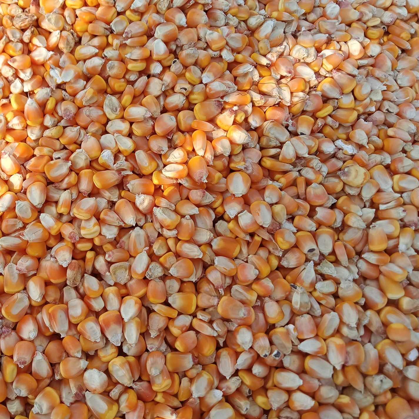 i need yellow corn