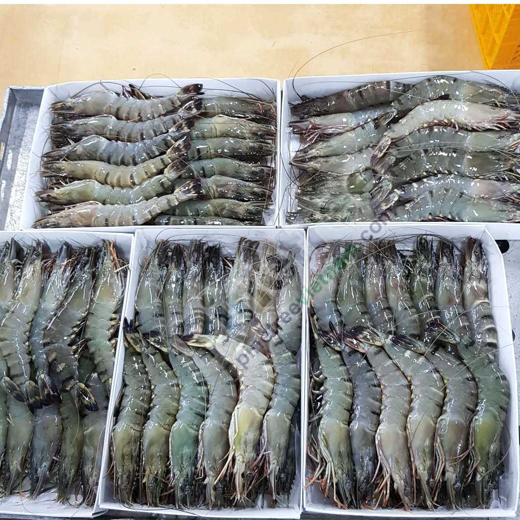 I want to buy black tiger shrimp
