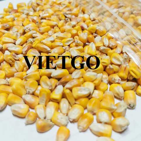 Cơ hội hợp tác xuất khẩu ngô vàng đến thị trường Nepal