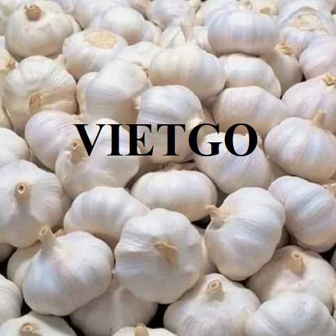 Cơ hội hợp tác xuất khẩu tỏi đến thị trường Anh