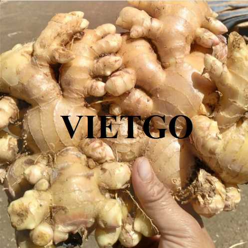 Cơ hội hợp tác xuất khẩu gừng đến thị trường Oman