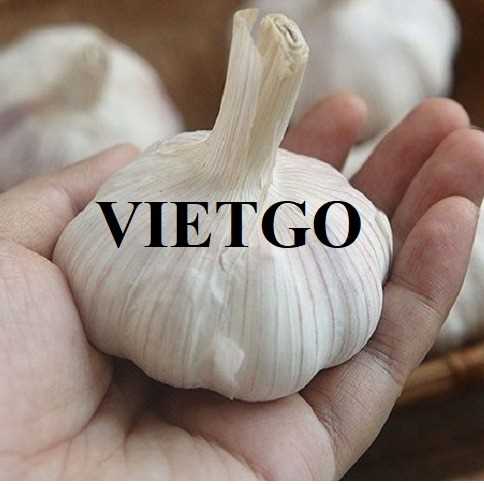Cơ hội hợp tác xuất khẩu tỏi đến thị trường Ả Rập Xê Út