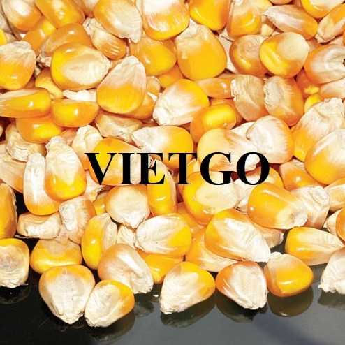 Cơ hội hợp tác xuất khẩu ngô đến thị trường Malaysia