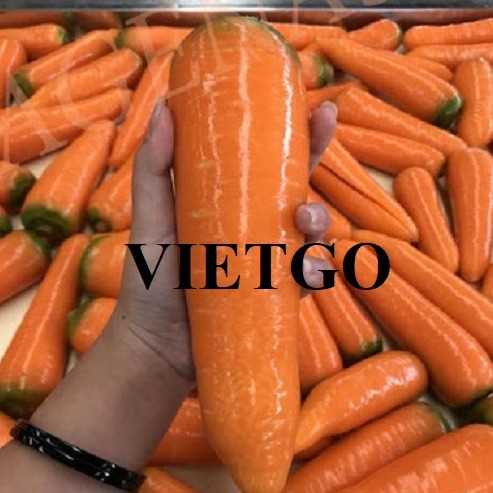 Cơ hội hợp tác xuất khẩu cà rốt đến thị trường Ả Rập Xê Út
