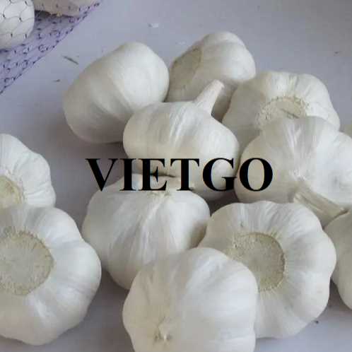 Cơ hội hợp tác xuất khẩu tỏi đến thị trường Ấn Độ 