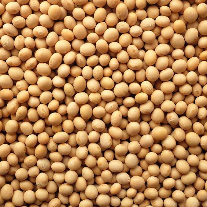 I want to buy soybean