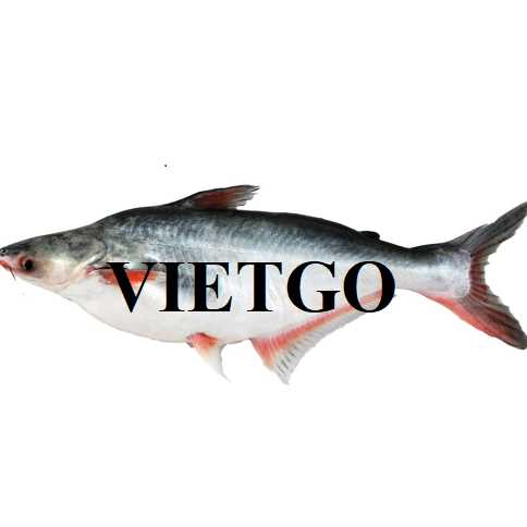 Cơ hội xuất khẩu cá basa sang thị trường Trung Quốc