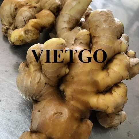Cơ hội xuất khẩu gừng tươi sang thị trường Bangladesh