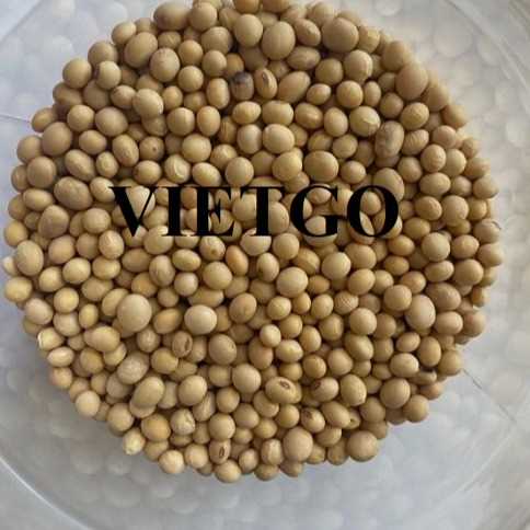 Thương vụ hợp tác xuất khẩu đậu nành sang thị trường Ai Cập
