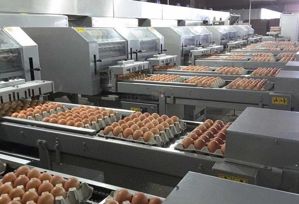 Cần tìm đơn vị vận tải vận chuyển mặt hàng trứng gà sang Thổ Nhĩ Kỳ