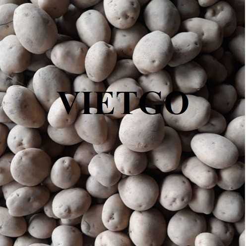 Cơ hội xuất khẩu khoai tây sang thị trường Ai Cập