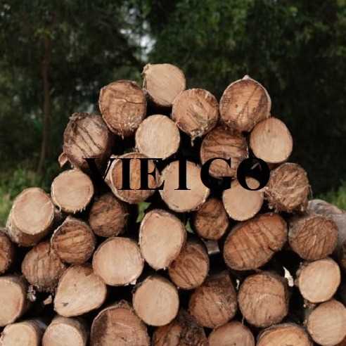 Thương vụ xuất khẩu gỗ cao su tròn sang thị trường Ấn Độ