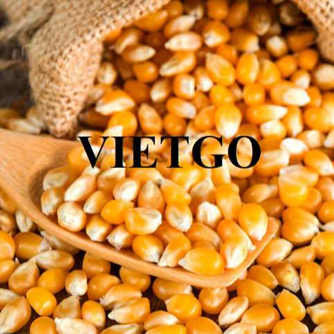 Cơ hội hợp tác xuất khẩu ngô vàng đến thị trường Trung Quốc