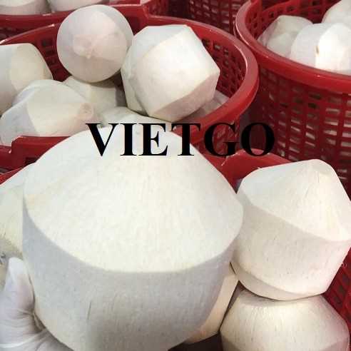 Cơ hội xuất khẩu dừa tươi gọt kim cương sang thị trường Singapore