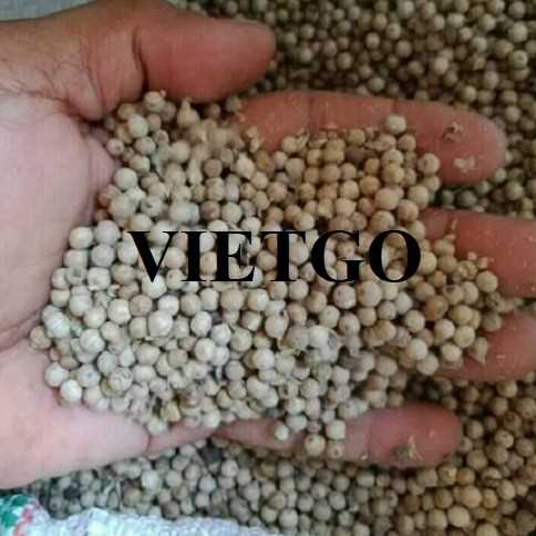 Cơ hội giao thương xuất khẩu hạt tiêu đến thị trường Ý