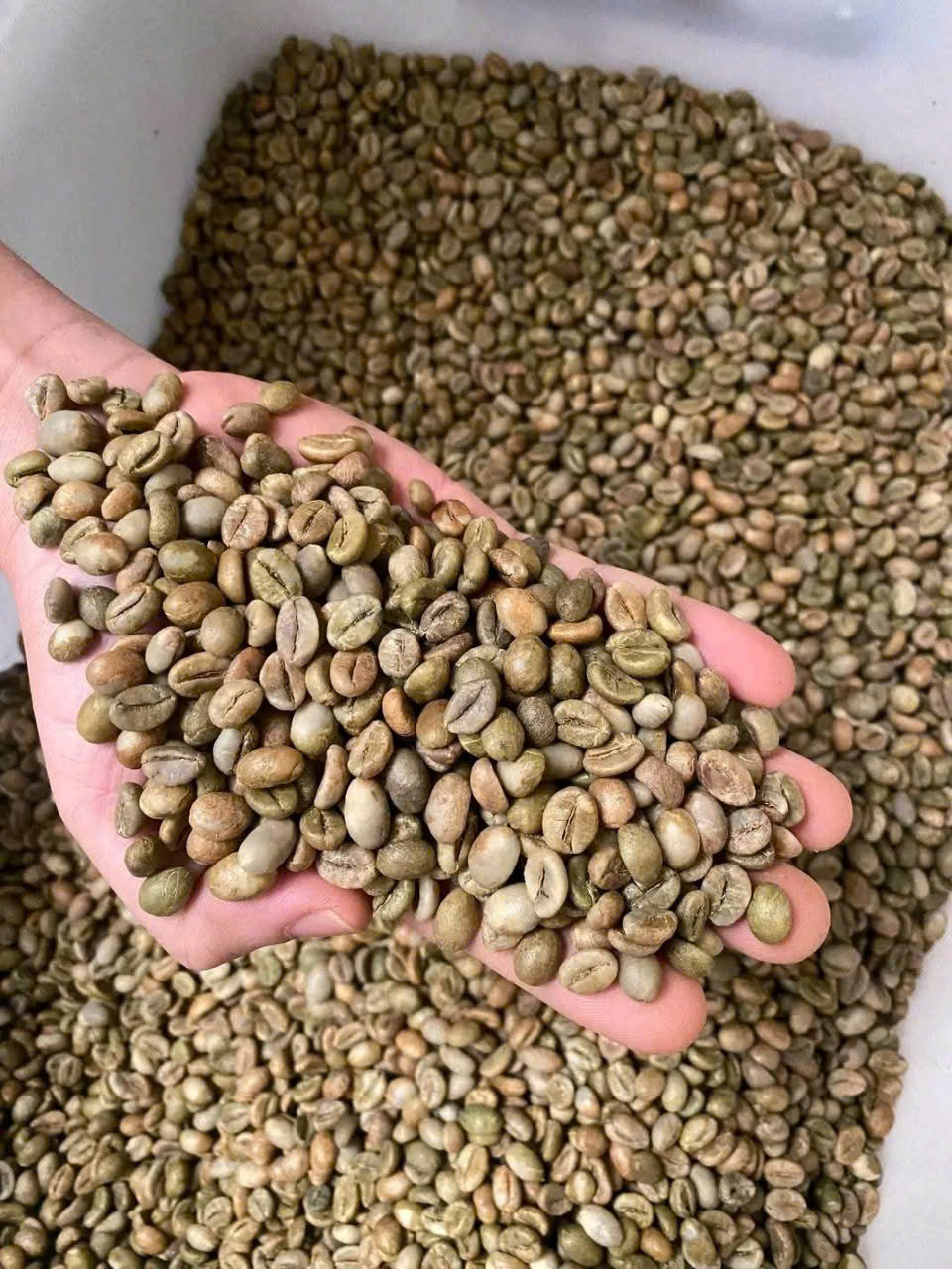 Cà phê nhân xanh Robusta