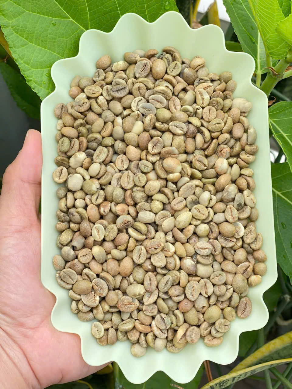 Cà phê nhân xanh Arabica