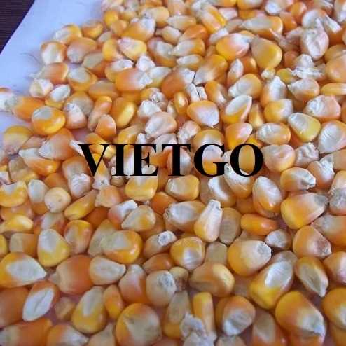 Cơ hội hợp tác xuất khẩu ngô đến thị trường Bangladesh