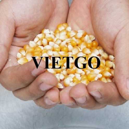 Cơ hội hợp tác xuất khẩu ngô vàng sang thị trường Thổ Nhĩ Kỳ và UAE