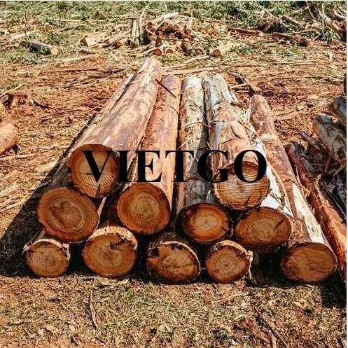 Thương vụ xuất khẩu gỗ bạch đàn tròn sang thị trường Ấn Độ