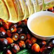 I want to buy palm oil