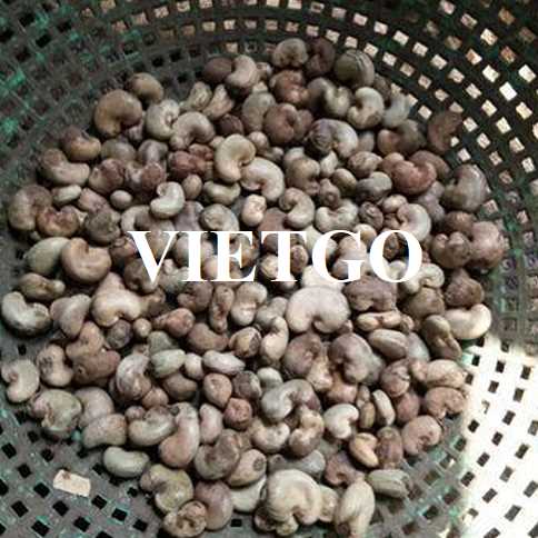 Cơ hội hợp tác xuất khẩu hạt điều đến thị trường Ấn Độ 
