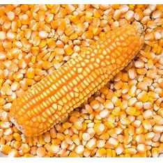 I want to buy yellow corn