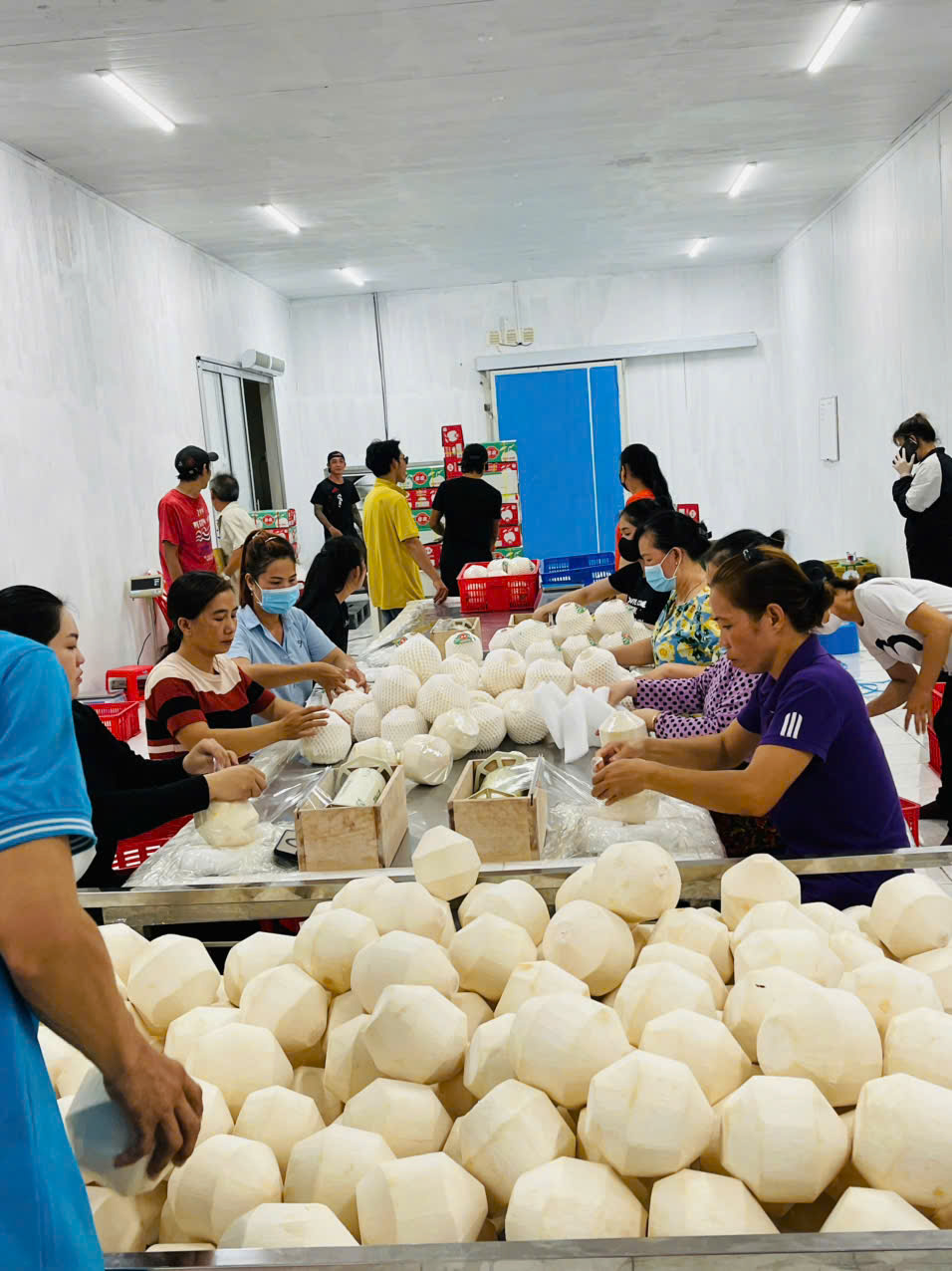 Cần tìm FWD báo giá cước vận tải hàng dừa đi Singapore
