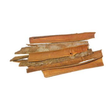 Split Cassia