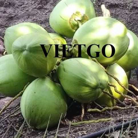 Cơ hội xuất khẩu dừa tươi sang thị trường Ấn Độ