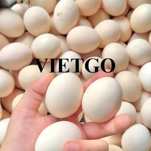 Cơ hội xuất khẩu trứng gà cùng vị khách hàng người Mỹ 