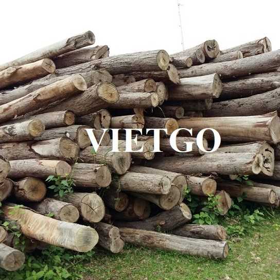 Thương vụ xuất khẩu sản phẩm gỗ bạch đàn tròn đến thị trường Ấn Độ