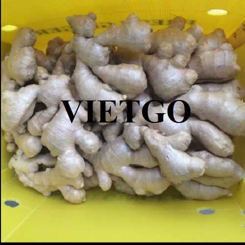 Cơ hội hợp tác xuất khẩu gừng đến thị trường Trung Quốc 