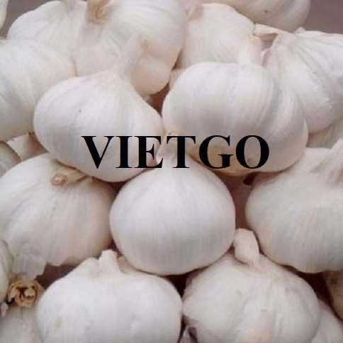 Cơ hội hợp tác xuất khẩu tỏi đến thị trường Ấn Độ