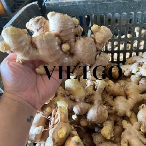 Cơ hội xuất khẩu gừng tươi đến thị trường Bangladesh