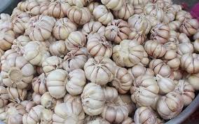 Cần tìm nhà cung cấp sản phẩm Tỏi cho đơn hàng xuất khẩu