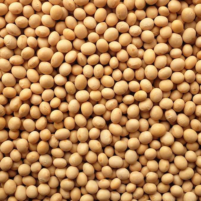 I want to buy soybean