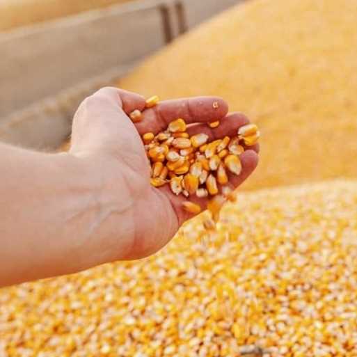 I want to buy corn