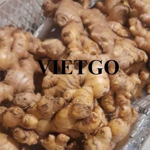 Cơ hội hợp tác xuất khẩu gừng tươi đến thị trường Thổ Nhĩ Kỳ