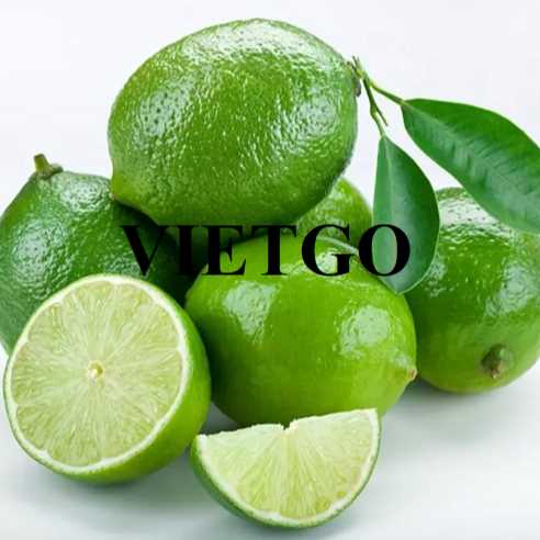 Cơ hội xuất khẩu chanh không hạt sang thị trường Hà Lan