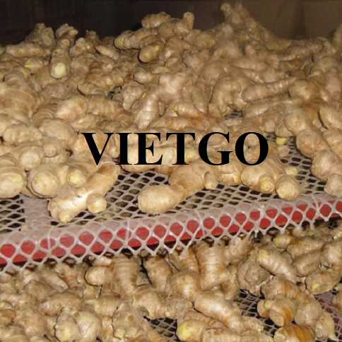 Cơ hội hợp tác xuất khẩu gừng tươi đến thị trường Bangladesh