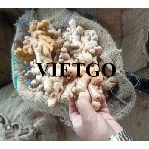 Cơ hội hợp tác xuất khẩu gừng tươi cùng vị khách người Pháp