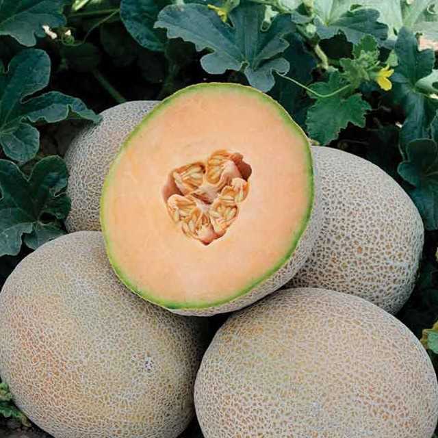i'm looking for melon